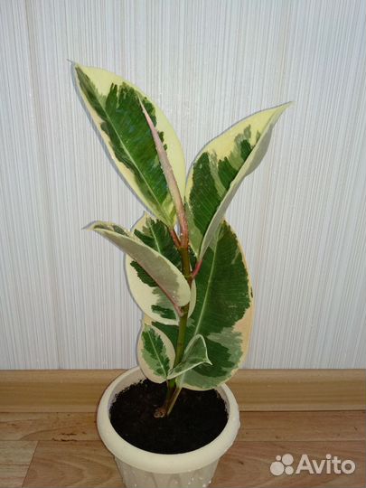 Фикус Тинеке