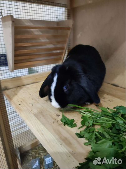 Зооняня собаки, коты, кролики, хомячки, ёжики и тп