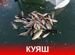 Фото объявления