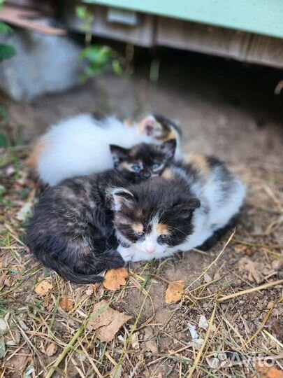Трехцветные котята в добрые руки
