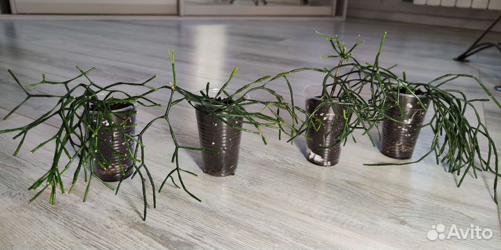 Молочай хатиора