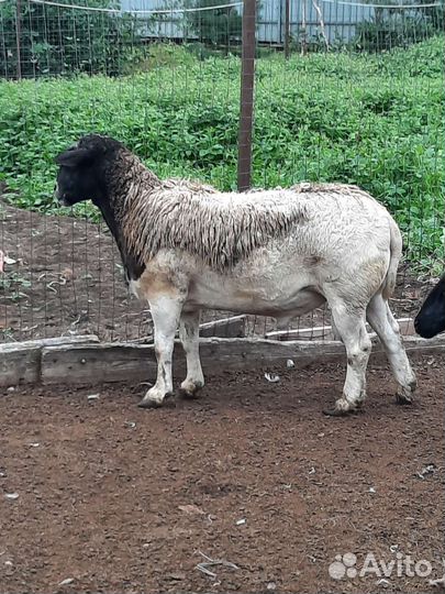 Овцы бараны ягнята