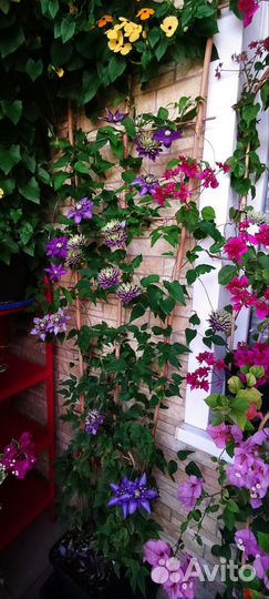 Клематис Тайга