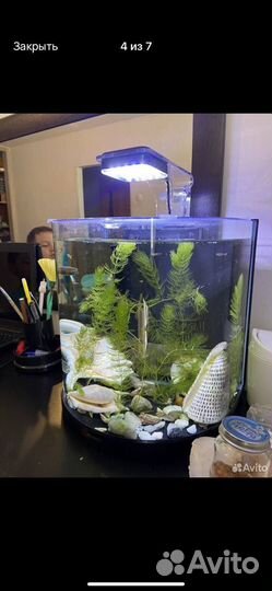 Аквариум с рыбками