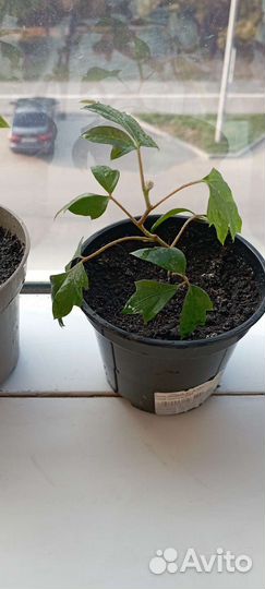 Циссус и фикус Бенджамин