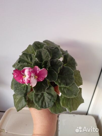 Сортовые фиалки