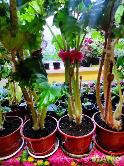 Бегония воротничковая