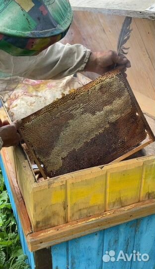 Мед фацелия 2023