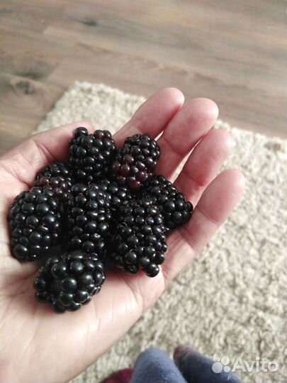 Саженцы ежевики садовой и ремонтантной малины