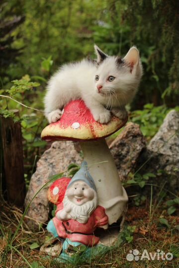 Котенок 1.5 месяца