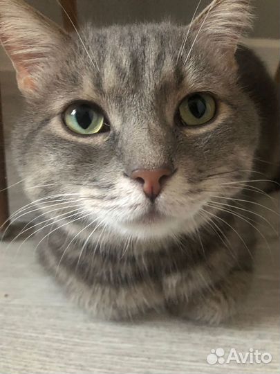 Кот в добрые руки бесплатно