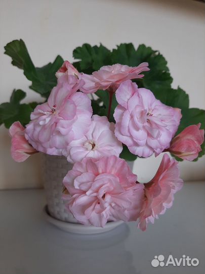 Пеларгонии сортовые