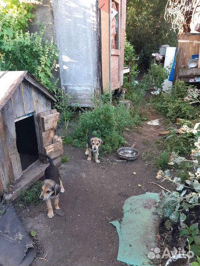 Щенки русской гончей