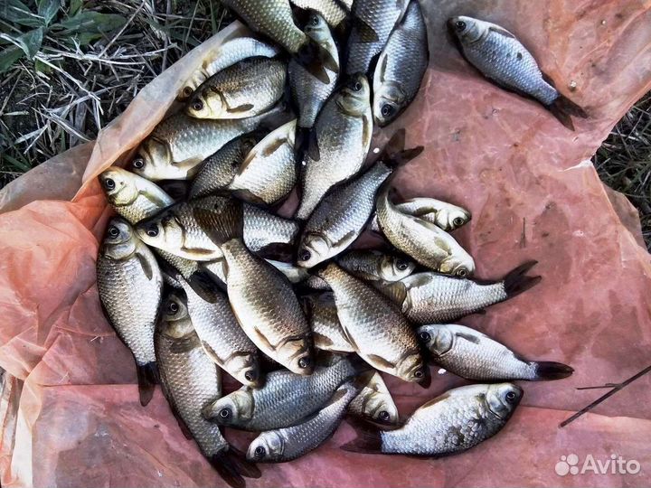 Живец карась, рыбалка