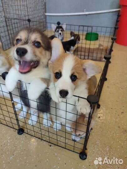 Щенки вельш корги пемброк