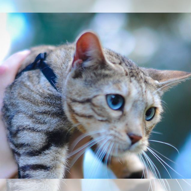 Бенгальская, взрослая кошка