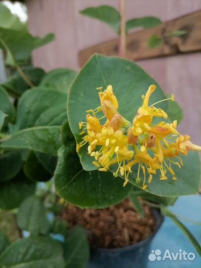 Гортензии, ирисы сибирские, декоратив.лианы и др