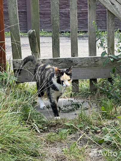 Кошечка в добрые руки