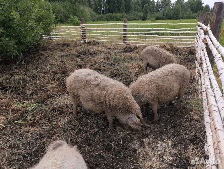 Мясо свиньи