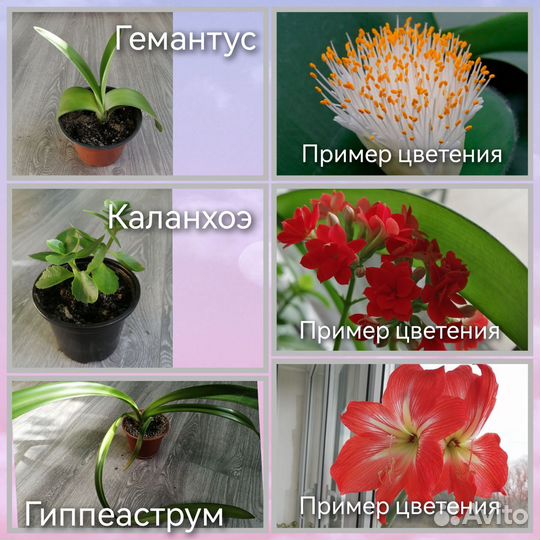 Комнатные цветы