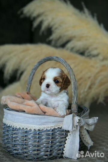 Кавалер кинг чарльз спаниель щенок девочка