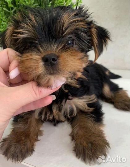 Девочки мини и стандарт