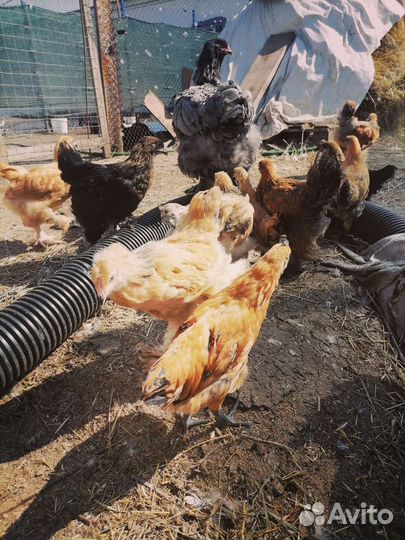 Цыплята, гуси, брама