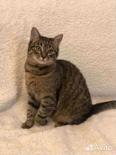 Сверхласковая кошка обнимашка и целовашка в дар