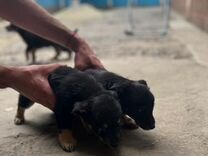 Маленькие собачки щенята в добрые руки