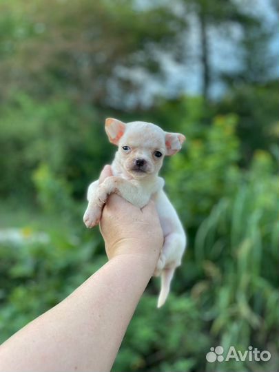 Супер мини мальчики чихуа