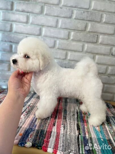 Бишон фризе щенки