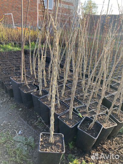 Гибискус плетёный