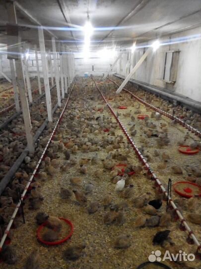 Прибыльная птице ферма цыплят корнишонов