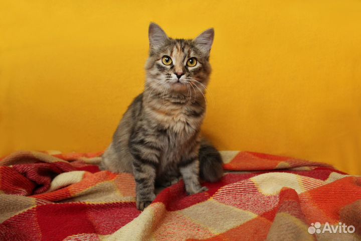 Кошечка Лилу ищет дом