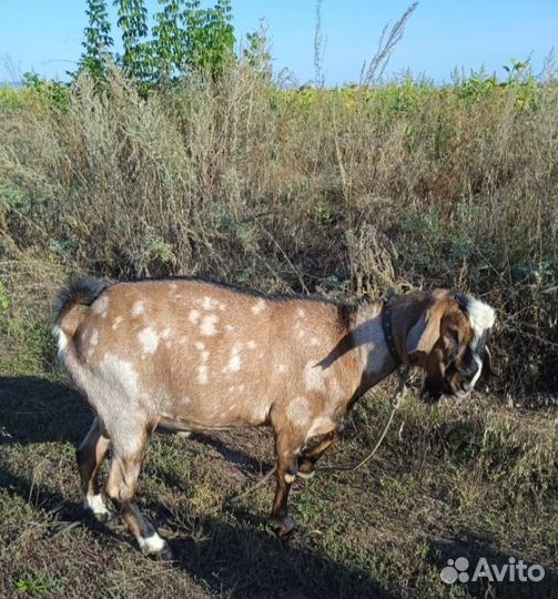 Нубийский козел
