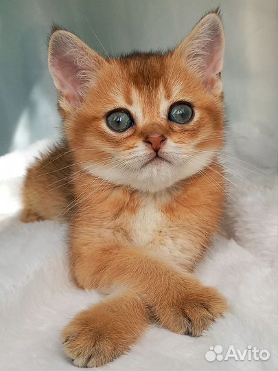 Шотландский прямоухий золотой мальчик