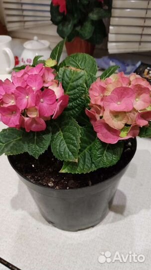 Гортензия крупнолистная саженец цветущий