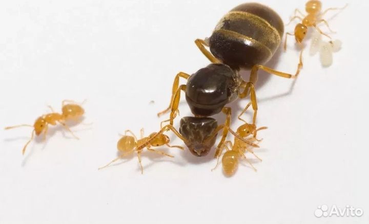 Муравьи:Formica rufa, Formica polyctena и другие