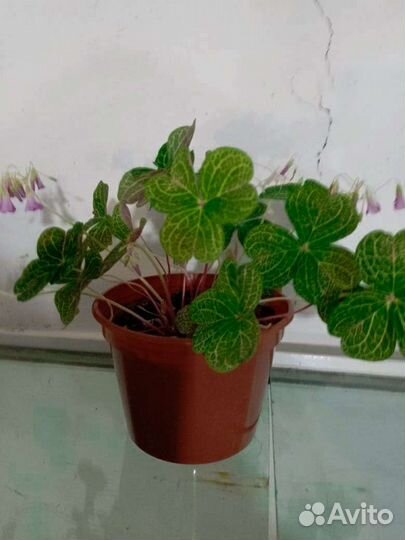 Комнатные цветы