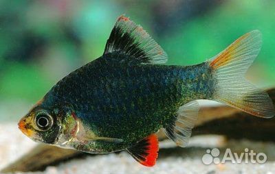 Аквариумныи рыбки