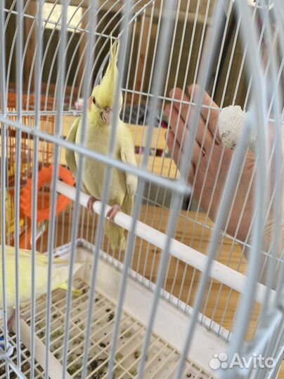 Попугай корелла