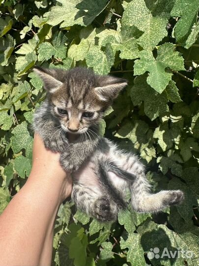 Котята в добрые руки бесплатно