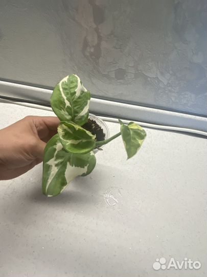 Сциндапсусы, Эпипремнумы