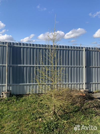 Лиственница