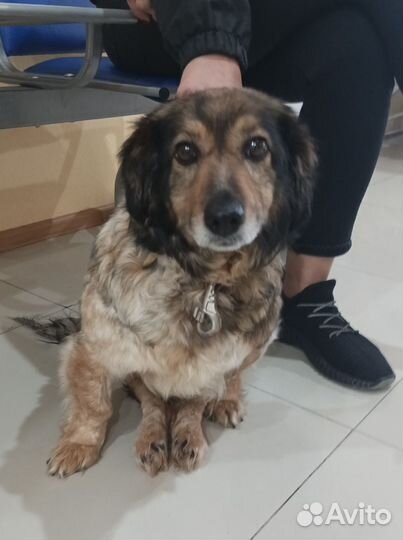 Жулю бросили хозяева