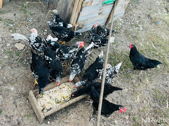 Черно-Пестрый Австролорп