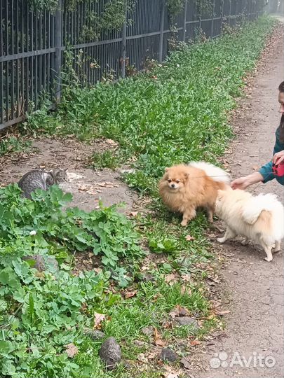 Кошки в добрые руки бесплатно