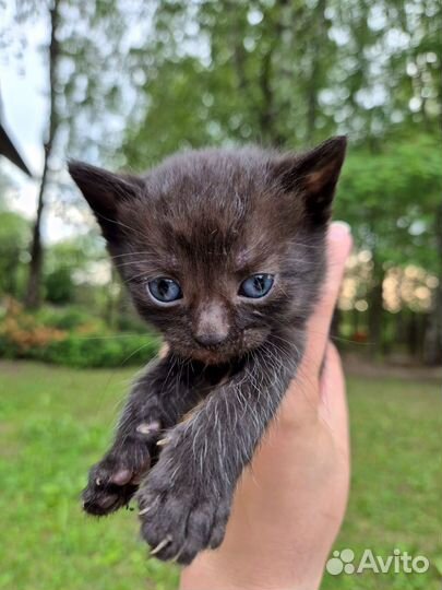 Чудо Котенок Мишенька ищет дом