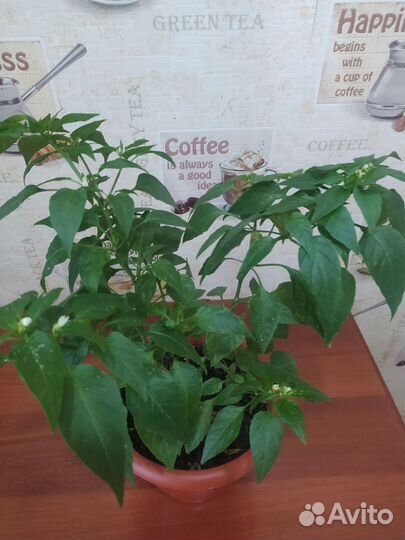 Перец комнатный острый огонек