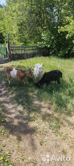 Козы две и казёл